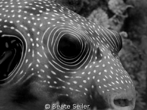 Pufferfish so close ... , taken with Canon G10 at El Quadim by Beate Seiler 